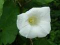 The Bindweed Flowers of Aldermaston 8 August 2008
