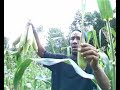 Jamaican Herbs part 2