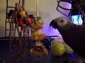 Phoenix eating from her new kabob Phoenix eating from her new kabob