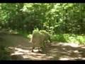 Dogo Argentino video