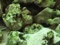 Labidochromis hongi Digging and Aggression