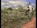 Rats helping clear landmines in Tanzania Rats helping clear landmines in Tanzania