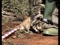 Rats helping clear landmines in Tanzania