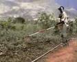 Rats helping clear landmines in Tanzania