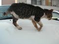 野良猫