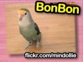 Ultra Kawaii - Birds of a Feather