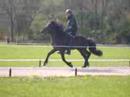 Hengstenkeuring Breiğablik #4 Hengstenkeuring Breiğablik #4
