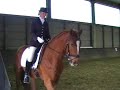 Dressuur wedstrijd 5jarige (jonge paarden)