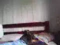 Cachorro que fala !!!