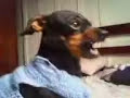 Cachorro que fala !!!