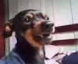 Cachorro que fala !!!