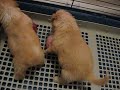 brothers playing brothers playing