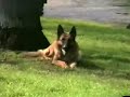 Real Schutzhund v1