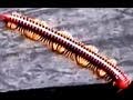 Millipede of Borneo
