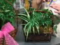 Plant Gift Baskets : Plant Gift Basket Accessories Plant Gift Baskets : Plant Gift Basket Accessories