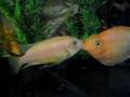 Maylandia Stherae VS Parrot Fish