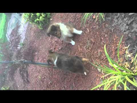 AKC Sheltie Sable Male Puppy