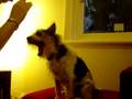 videos de fleagle practises his wedding dancing
