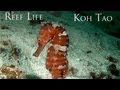 Reef LIfe - The Best HD Underwater Video from Koh Tao, Gulf of Thailand