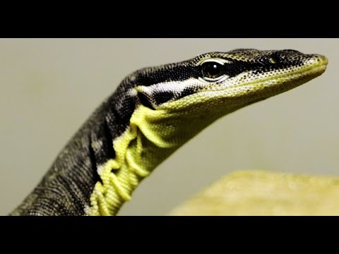 YouTube reptile video
