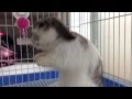Bunny Rabbit Hair Care Routine