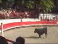 course de taureaux neuf (partie 3 )