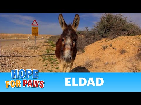 donkey - I just want to share a few important links: Eldad's Facebook page: http://www.facebook.com/eldad75 Hope For Paws' Facebook page: https://www.facebook.com/hop...