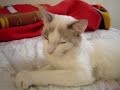 Dozing kitten, asking some love from me