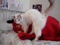 Dozing kitten, asking some love from me