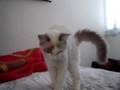 Dozing kitten, asking some love from me
