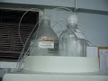 Zeynep labda