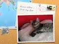 rosa's kitten - ninja training