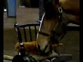 Horse cleans a cat, part 2 Horse cleans a cat, part 2