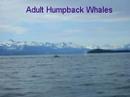 Whales I