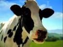 Happy Cows - Snow