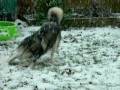 videos de Malamute playing in snow