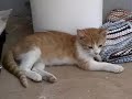 My Tribute to Kitty/Plz Read Description
