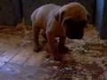 NEW TOSA PUPPY vol II