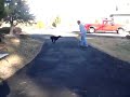 Sasha Playing