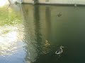 Click here to watch this video Four ducks with black tails around the Nuevo dam/spillway