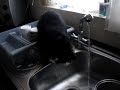 Cat attacks tap water