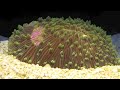 I liked an @YouTube video http://t.co/gW3Srltr Coral excavating itself after becoming buried in sediment (time
