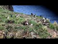 Puffins at Elliston