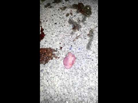 how to bleed out a sturgeon