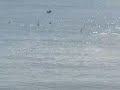 poons chasin' bait 1