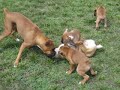 Puggles, Texas Ranger Runs with Sadie & the Falk Boxer Pups