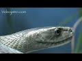 Snake Beauty 20 - Black Mamba 04
