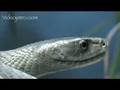 Snake Beauty 20 - Black Mamba 04