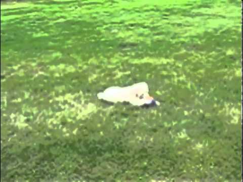 Standard Poodle Ivory Female
