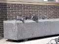 opgejaagde duiven opgejaagde duiven